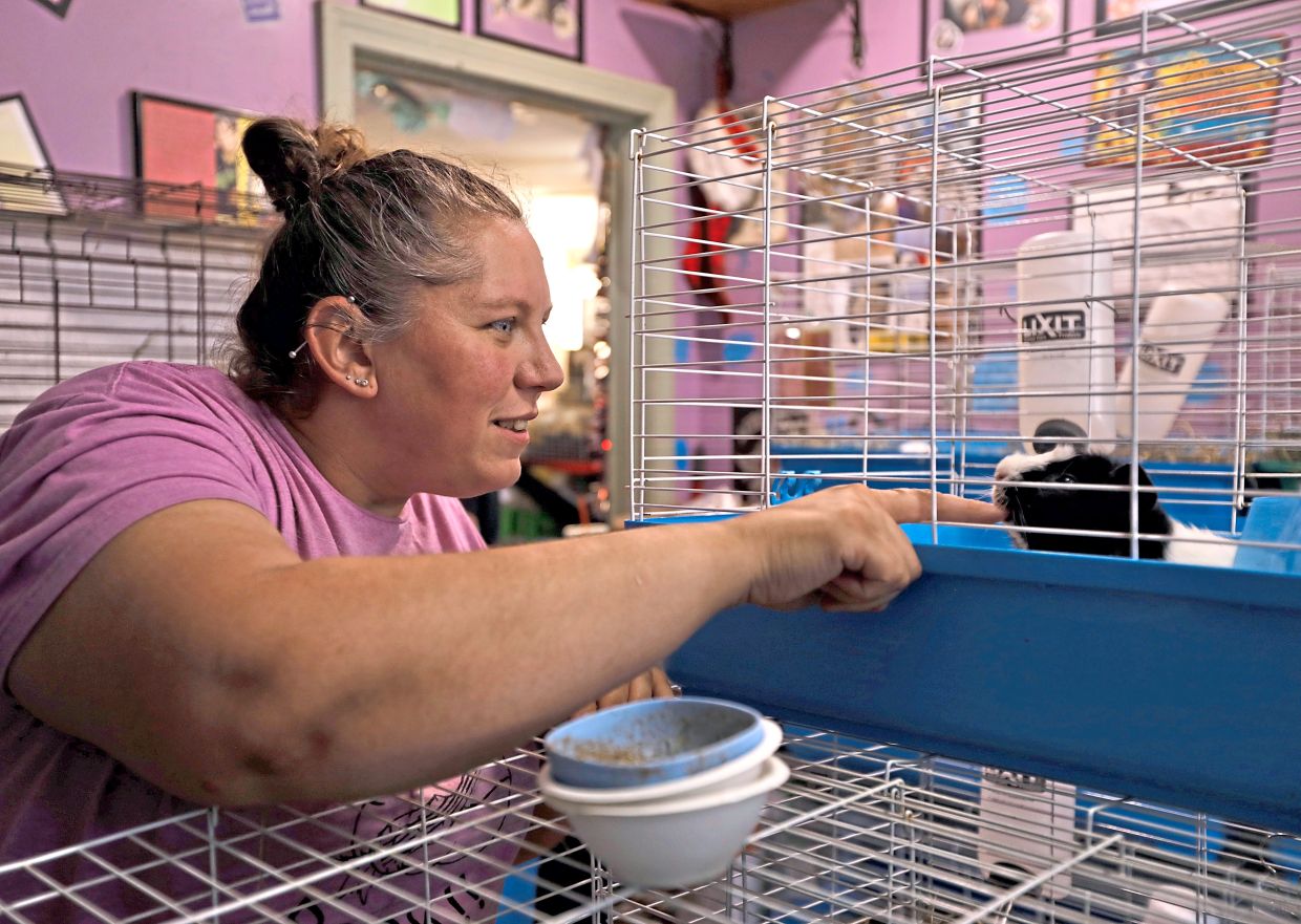 Adoption coordinator Brittany Provencale greets a guinea pig at The Guinea Pig Sanctuary, a rescue shelter for guinea pigs. — AMANDA SWINHART/AP