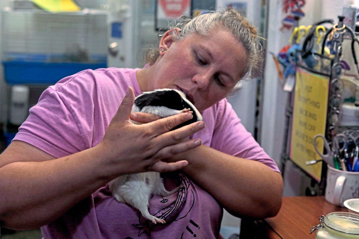 Adoption coordinator Brittany Provencale moisturises a guinea pig's feet. — AMANDA SWINHART/AP