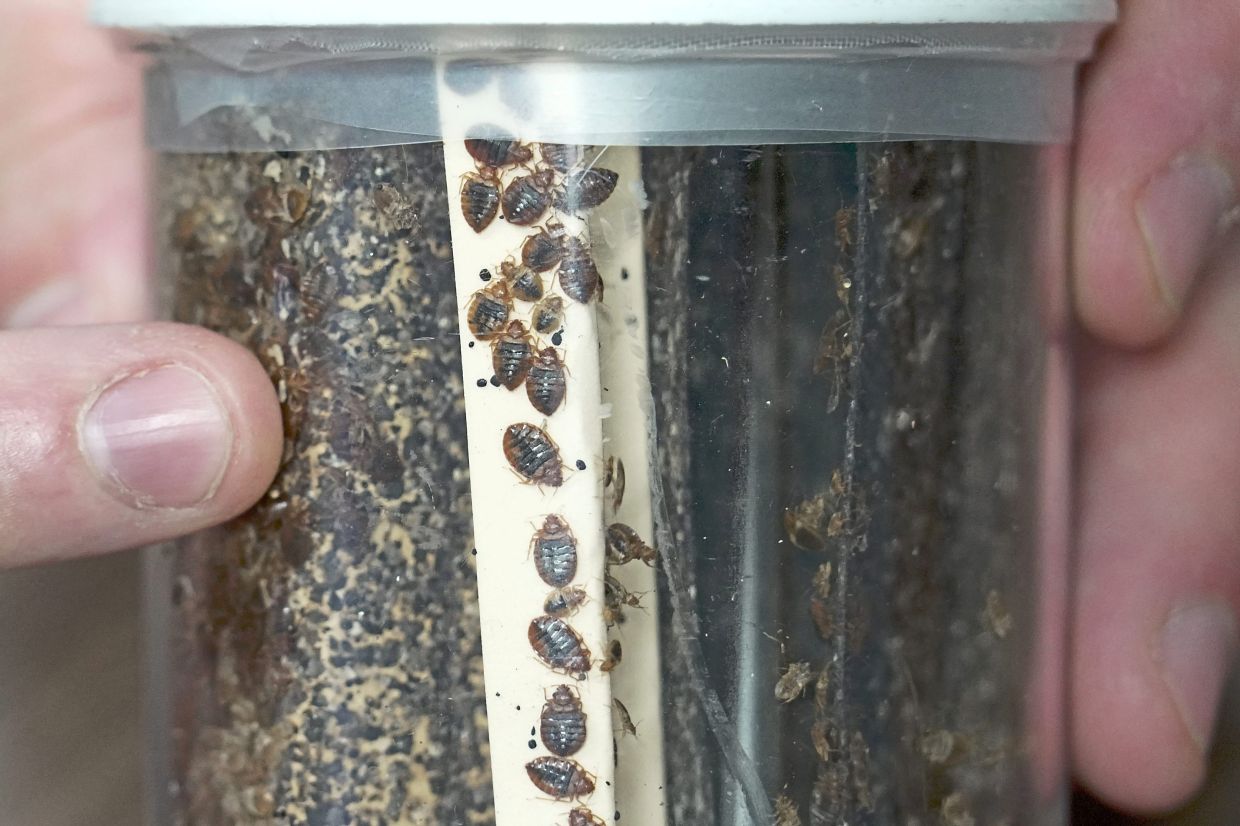Bedbugs react to heat, so think about that when you’re trying to get rid of them.