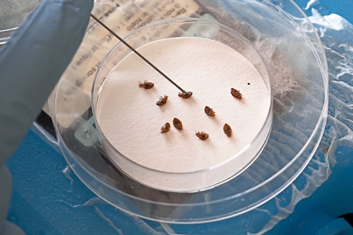 Hayes using a probe to turn over anaesthetised bedbugs in his lab at the university.