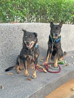 Dog Talk: How proper training and a carefully chosen leash can help your pet