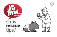 Do you know ... about stray rescue tips?