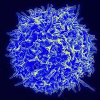These T cells could potentially reverse type 1 diabetes 