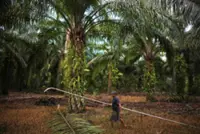 Indonesia expects palm oil export levy collection to jump about 31%