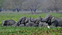 Top India court orders new steps to protect threatened elephants