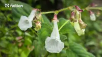 Two new plant species discovered within a Thai national park