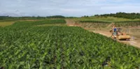 Sarawak Plantation sees stable CPO prices amid growing biofuel demand