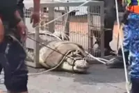 Perhilitan captures 500kg crocodile in Sungai Linggi
