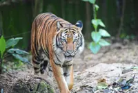 First Malayan tiger to be released from NWRC into natural habitat