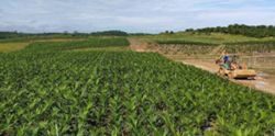 Sarawak Plantation sees stable CPO prices amid growing biofuel demand