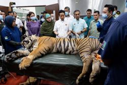 First Malayan tiger to be released from NWRC into natural habitat