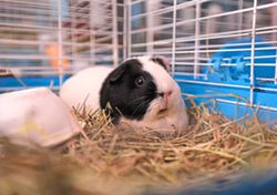 This pet sanctuary takes in hundreds of guinea pigs from across the US