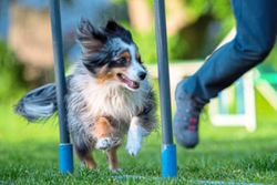 'Do it' training cue helps pets pick up fresh tasks faster, experts say