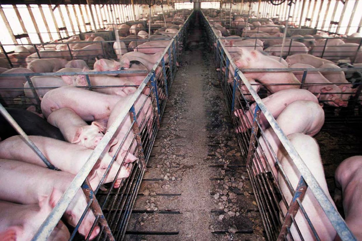 How China got caught in the crossfire of a US bacon fight
