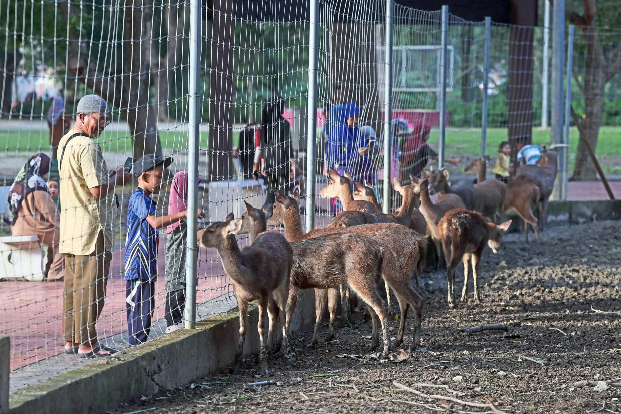 Park-goers enjoy spending time with these tame deers at Taman Perbandaran Tengku Anis, Kota Baru.
