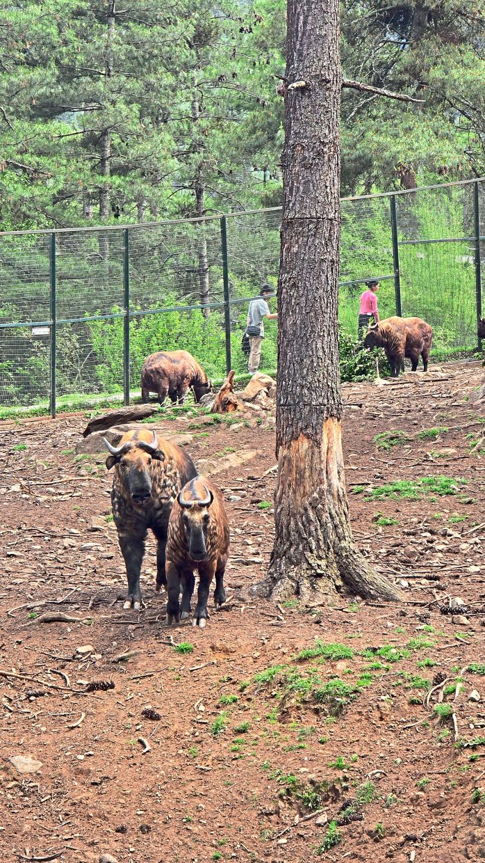 The takin is Bhutan's national animal, and boy is it an intriguing creature.