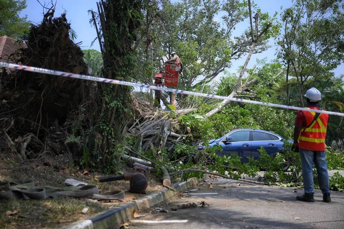 Workers from a landscaping company removing bits of a fallen tree outside The Museum of Ice Cream Singapore. - Photo: ST