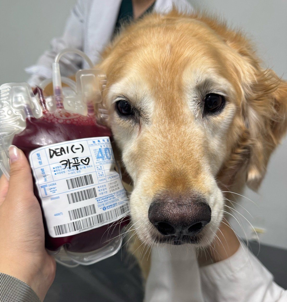 Cappu, a seven-year-old golden retriever, stands next to a bag containing his donated blood at Konkuk University’s KU I’m Dognor Blood Donation Centre in Seoul on July 31, after completing his 10th blood donation. - Photo: Cappu’s owner
