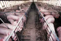 How China got caught in the crossfire of a US bacon fight