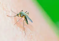 West Nile virus reported in 12 European countries