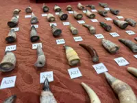 45 animal horns worth about RM5,000 seized at Penang airport