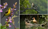 Philippine duck, golden-crowned flying fox spotted in Masbate