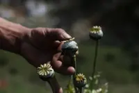 Afghan police intercept major opium shipment, detain 7 suspected traffickers