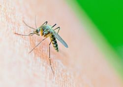 West Nile virus reported in 12 European countries
