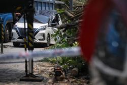 Tree falls on two cars in Singapore's Dempsey area, private hire driver freed from MPV by spa staff