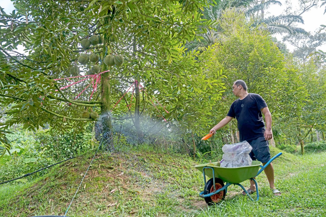 Chow sprays fertiliser on a tree at an orchard in Karak.
