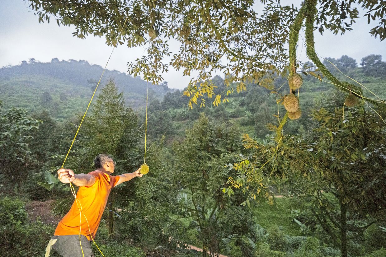 A durian harvester searches for ripe fruit in an orchard at dusk in Karak. 