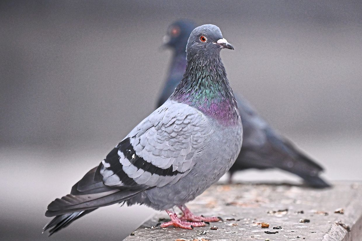 Too many pigeons are often seen as a problem. Whether for homeowners or the local authority: in large flocks, they quickly become unwelcome guests. — JENNIFER BRUCKNER/dpa