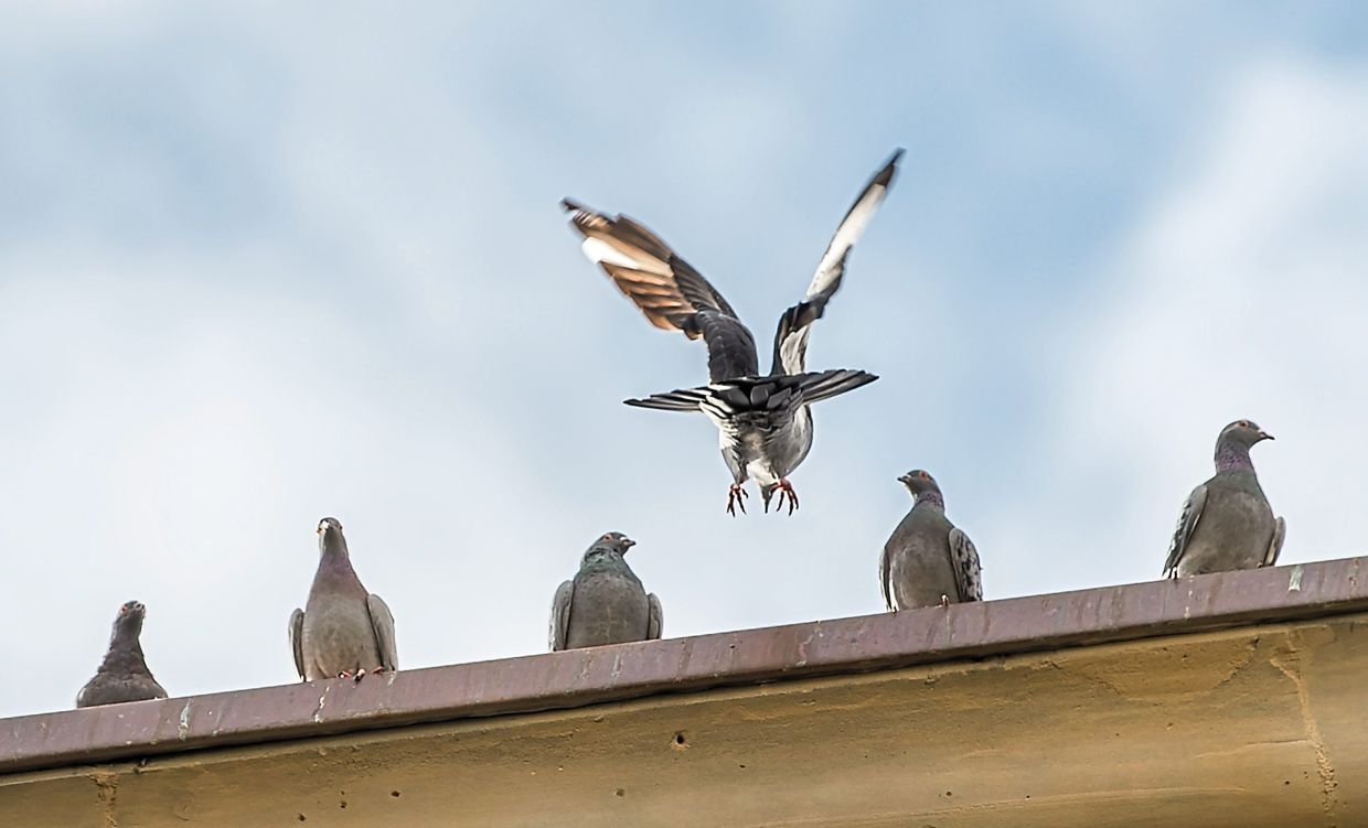 Pigeons sitting on a roof in Germany. Their waste can be annoying but in the south-eastern state of Saxony some volunteers are trying to help with that. — SILAS STEIN/dpa/dpa-tmn