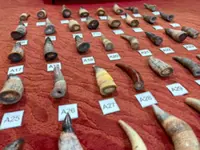 Smuggling 45 animal horns