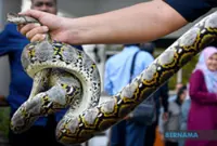 Snakes were my brother's lifelong passion, says sister of late Civil Defence sergeant