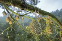 Climate change squeezing Malaysian durian growers