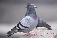 German cities divided on pigeons - to ban or embrace?