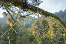 Climate change squeezing Malaysian durian growers