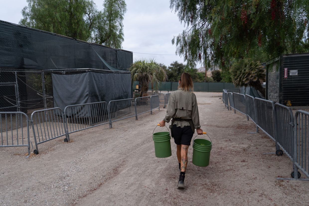 On-site caretaker Jodi Kleier carries buckets of food for gibbons during mealtime at the Gibbon Conservation Center in Santa Clarita.