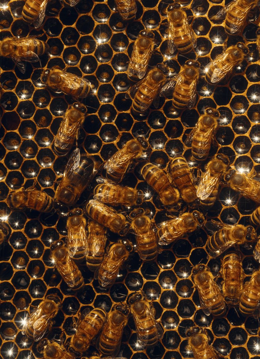 Bees on a honey frame with open honey cells during a spring hive inspection in Athens, Ga., April 19, 2026. Veterinarians are gingerly embracing the honeybee, a vital pollinator for agriculture but one that’s in increasing danger. (Will Crooks/The New York Times)