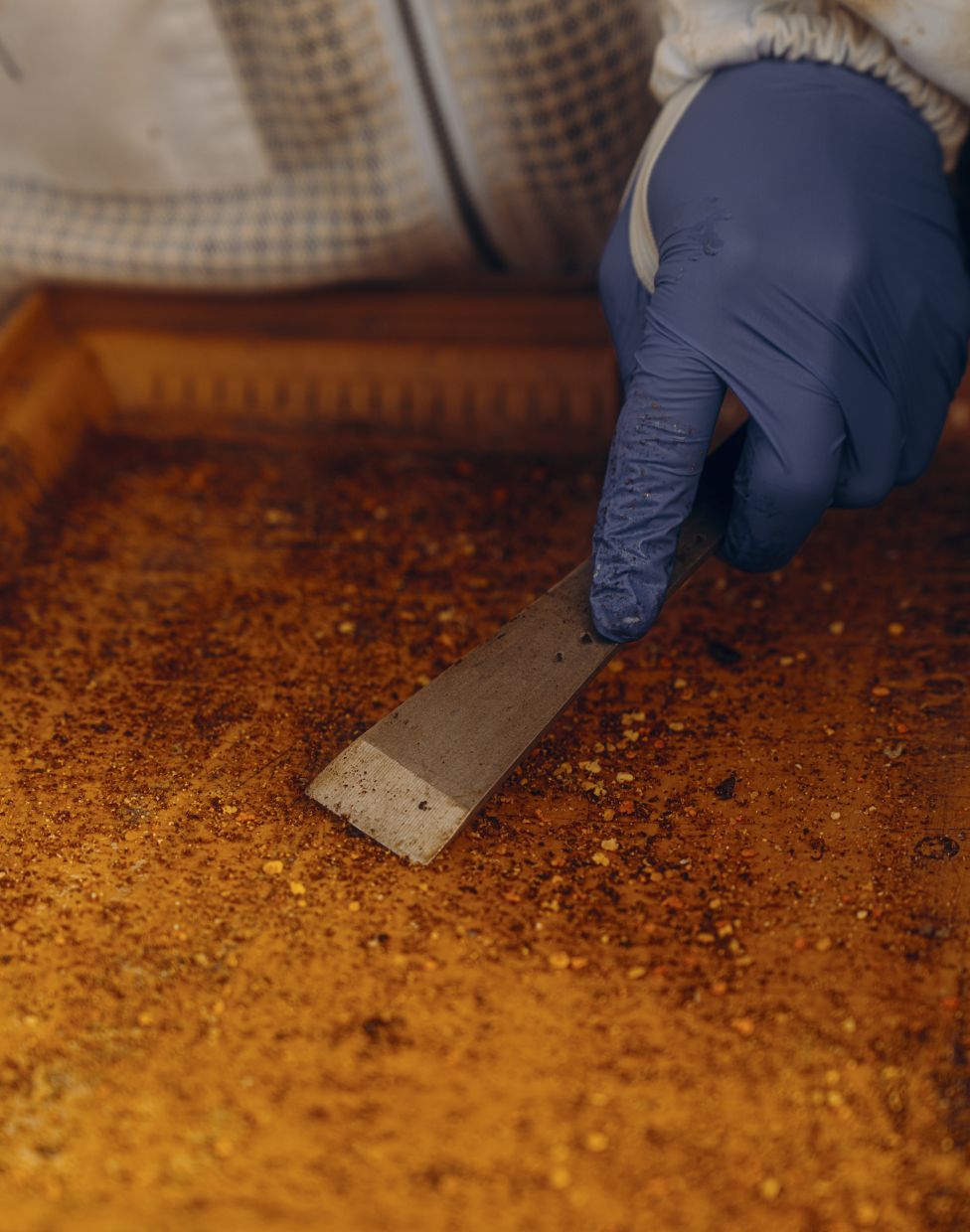 A University of Georgia veterinary medicine student inspects a hive’s bottom board in Athens, Ga., April 19, 2026. Veterinarians are gingerly embracing the honeybee, a vital pollinator for agriculture but one that’s in increasing danger. (Will Crooks/The New York Times)