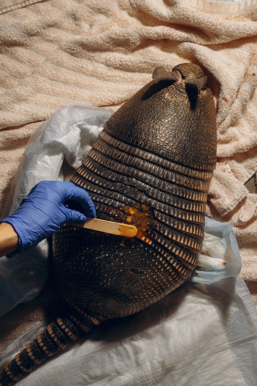 A veterinarian applies raw honey to a wounded armadillo at the University of Georgia Veterinary Teaching Hospital in Athens, Ga., Dec. 18, 2025. Veterinarians are gingerly embracing the honeybee, a vital pollinator for agriculture but one that’s in increasing danger. (Will Crooks/The New York Times)