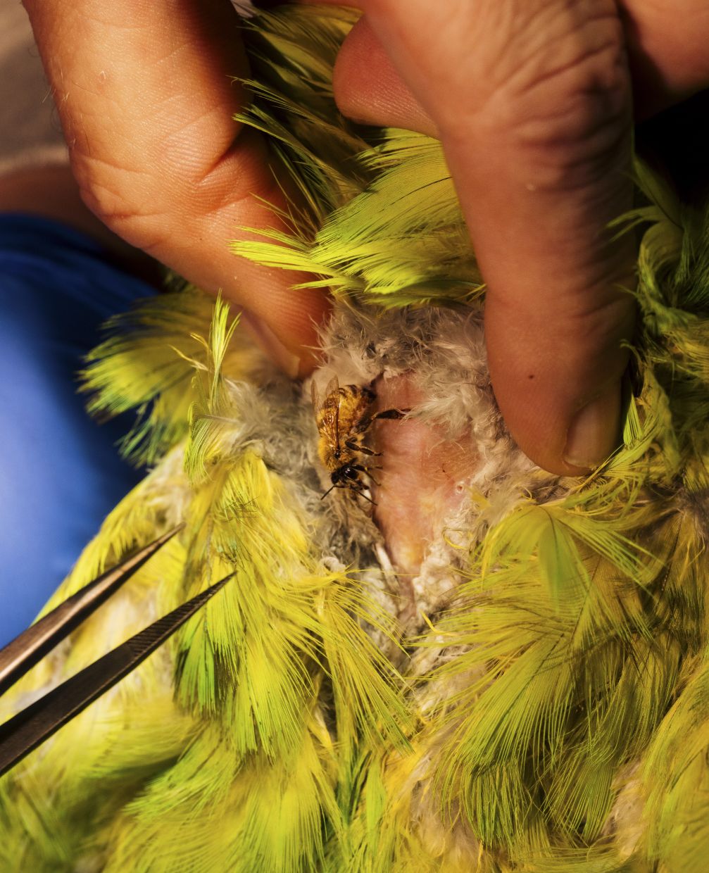 Dr. Jörg Mayer applies bee-sting apitherapy on a parrot at the University of Georgia Veterinary Teaching Hospital in Athens, Ga., Dec. 18, 2025. Veterinarians are gingerly embracing the honeybee, a vital pollinator for agriculture but one that’s in increasing danger. (Will Crooks/The New York Times)