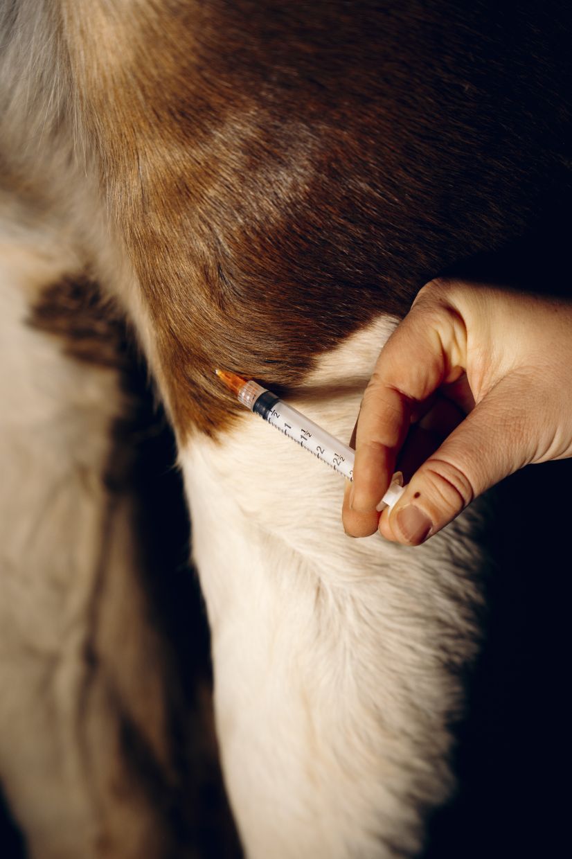 A University of Georgia veterinary medicine student injects a horse suffering from arthritis with a bee venom compound at a horse ranch in Athens, Ga., Dec. 18, 2025. Veterinarians are gingerly embracing the honeybee, a vital pollinator for agriculture but one that’s in increasing danger. (Will Crooks/The New York Times)