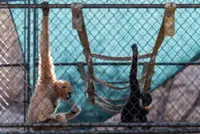 How a sanctuary outside LA has cared for rare, endangered gibbons for a half-century