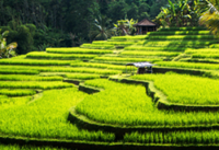 Brunei launches programme to strengthen hybrid rice breeding