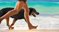 How to prepare your dog for a day at the beach
