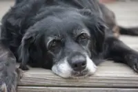 Managing idiopathic epilepsy in dogs