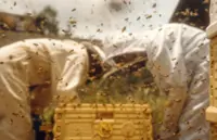 Honey, call the bee vet!