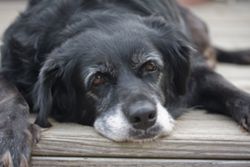 Managing idiopathic epilepsy in dogs